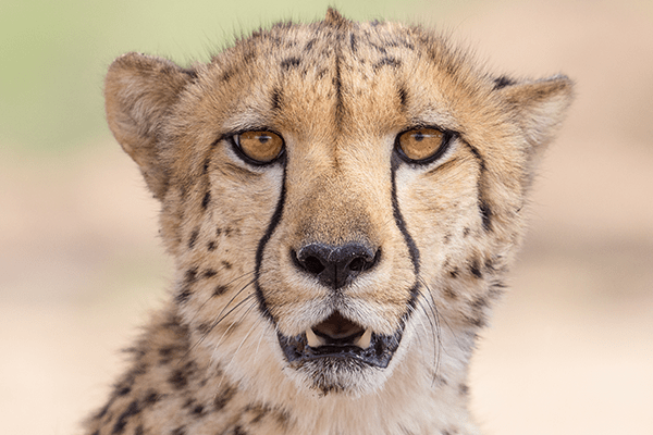 Donate to Cheetah Conservation Fund Australia Online