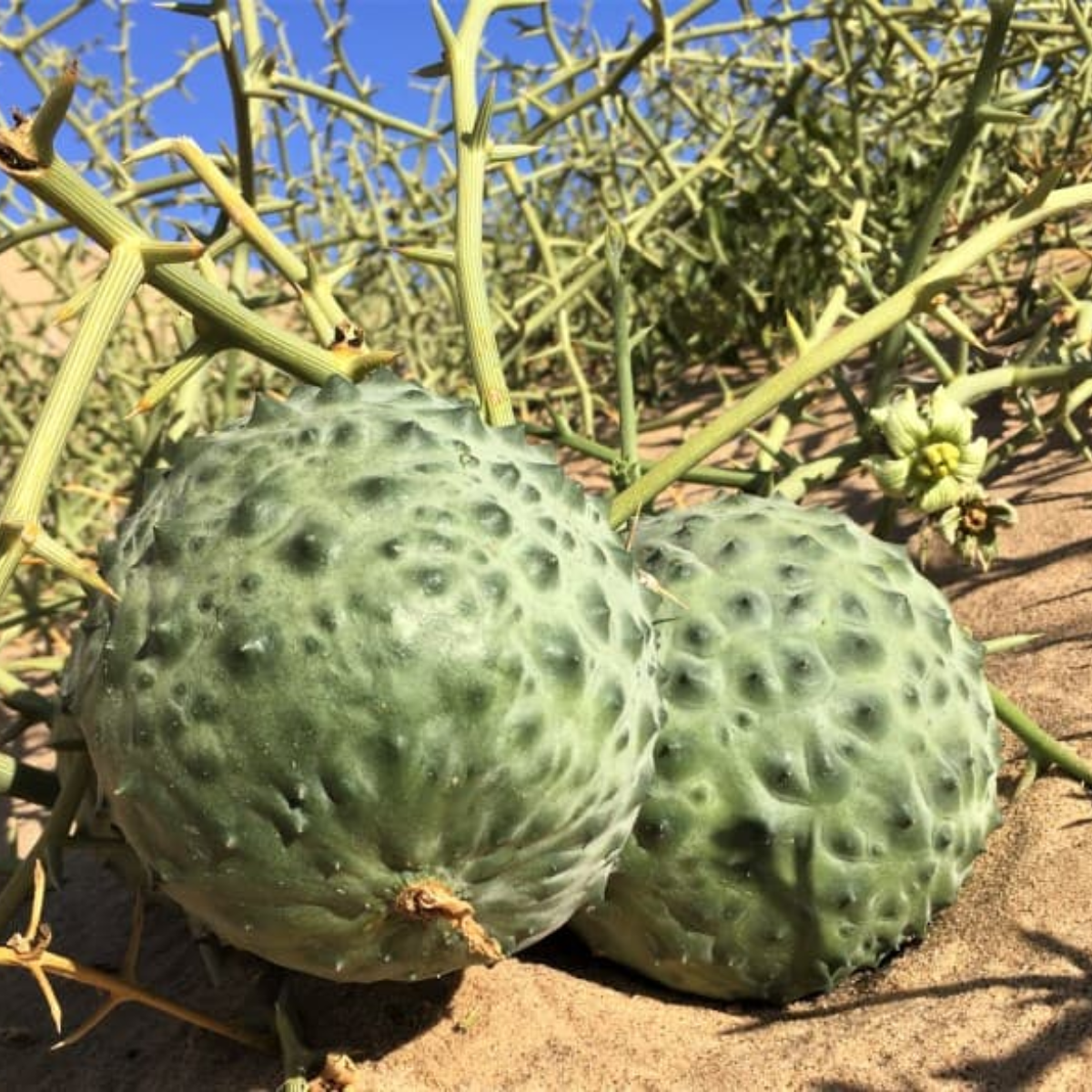 !Nara plant (Acanthosicyos horridus)