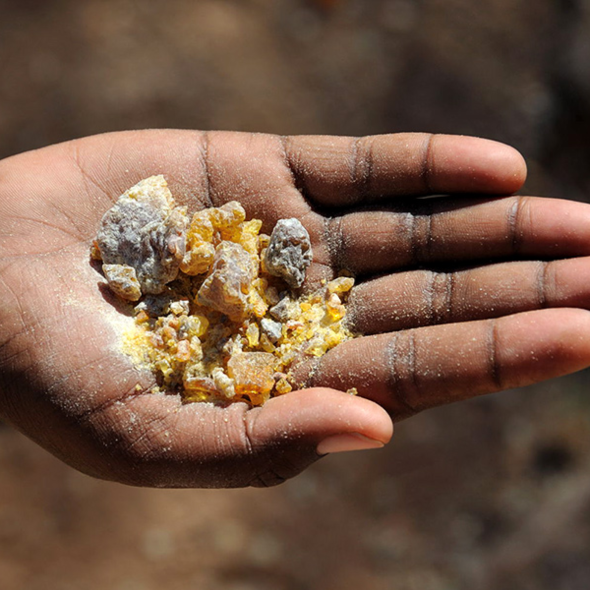 Omumbiri (Commiphora wildii)
