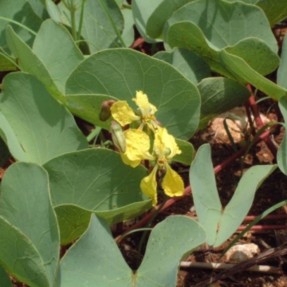 Morama Bean (Tylosema esculentum)