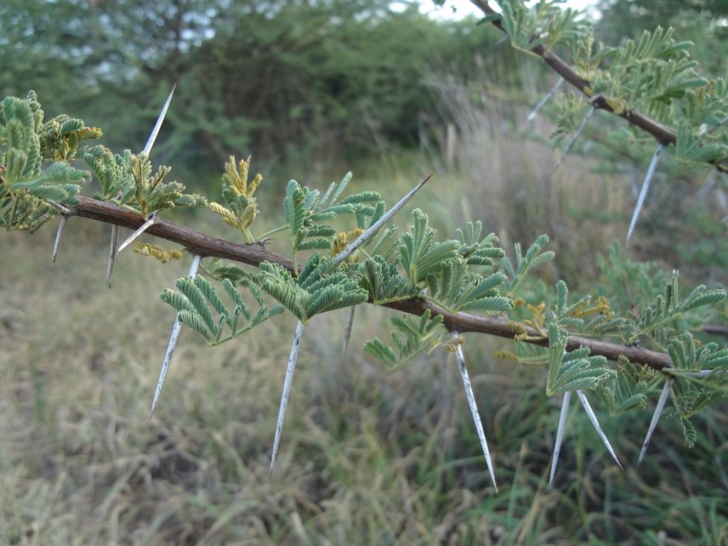 Close-up of thornbush in Namibia