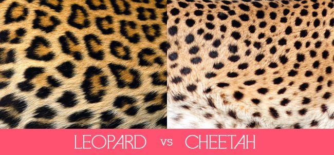 The Spotted, the Spotless, the Striped and the Blotched - Cheetah  Conservation Fund Canada