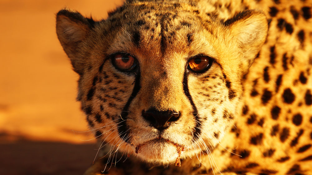 How Conserving Cheetahs Helps the Planet