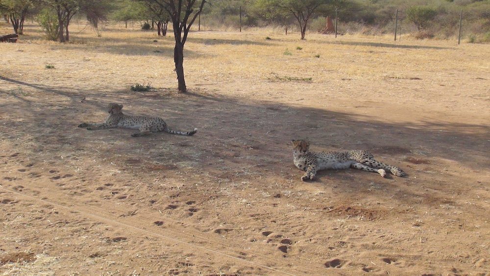 Rainbow, Then and Now - Cheetah Conservation Fund Canada