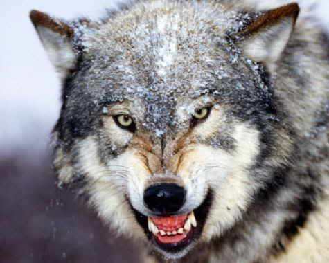 Grey Wolf, an apex predator