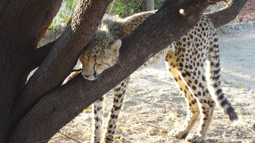 How Cheetahs Check Their Messages?