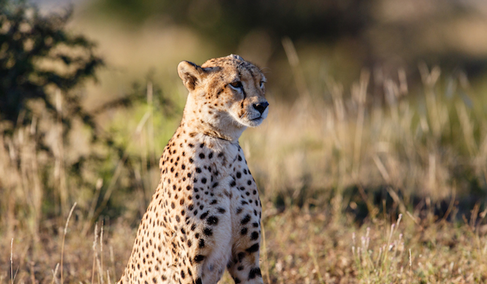 For Cheetahs Speed Is Important, but So Is Eyesight - Cheetah Conservation  Fund Canada