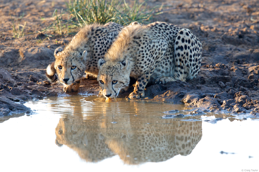 Climate Change and Cheetahs