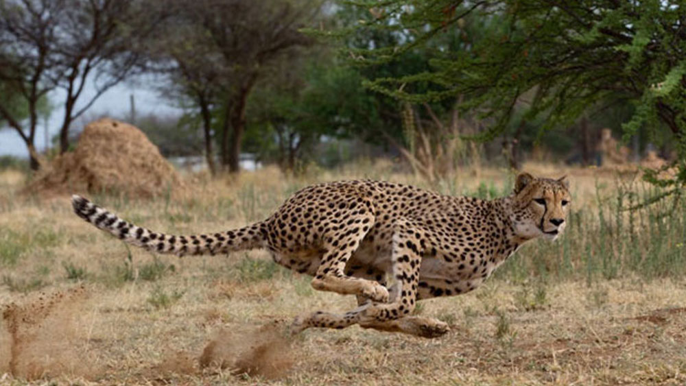 Why Do Cheetahs Hunt During the Day? - Cheetah Conservation Fund Canada