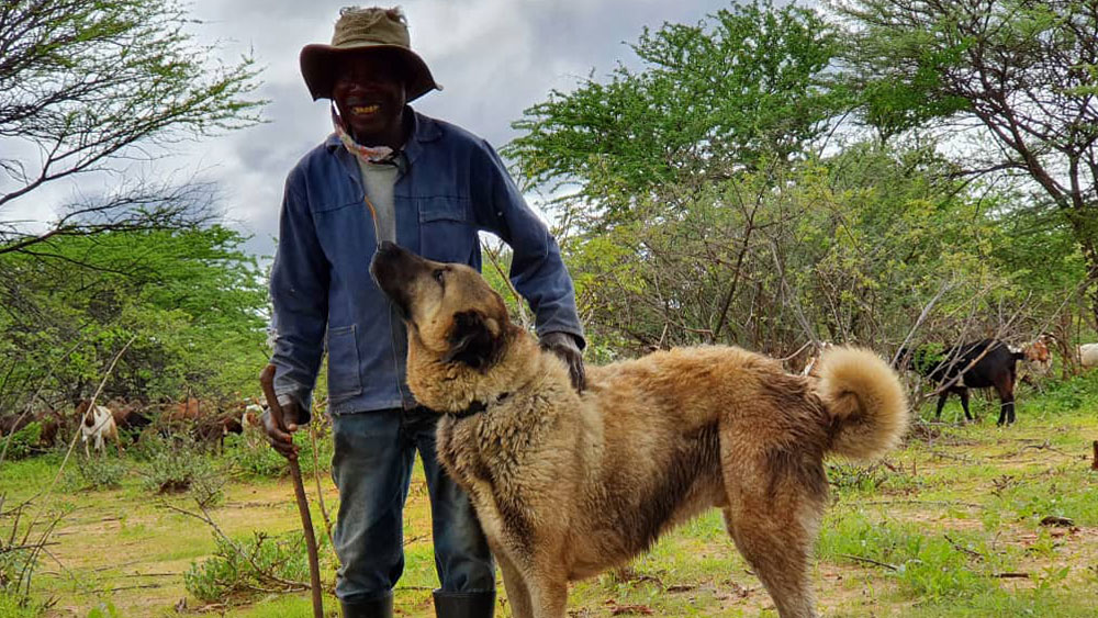 Dogs Saving Cheetahs: 25 Years of Livestock Guarding Dog Success