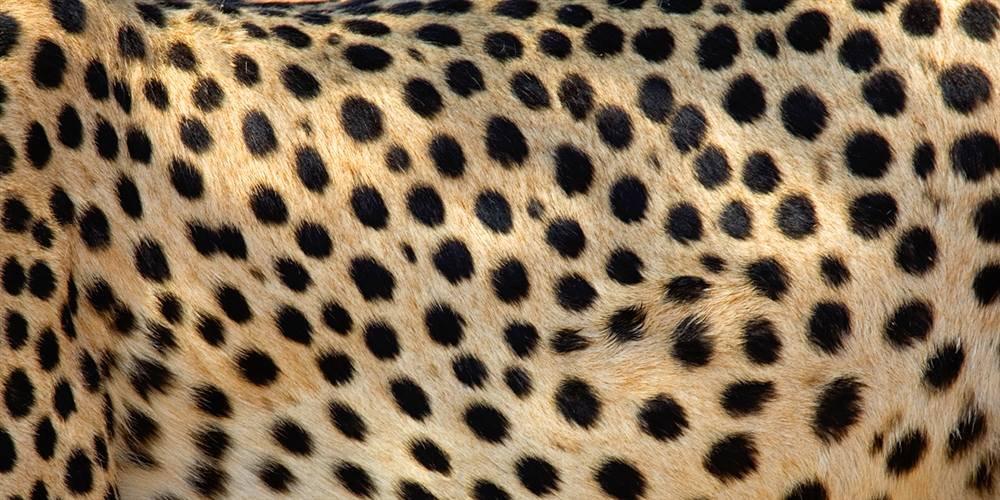 Cheetah Graphic Bonnet Polaire Unisexe Résistant Au Froid En - Temu Canada