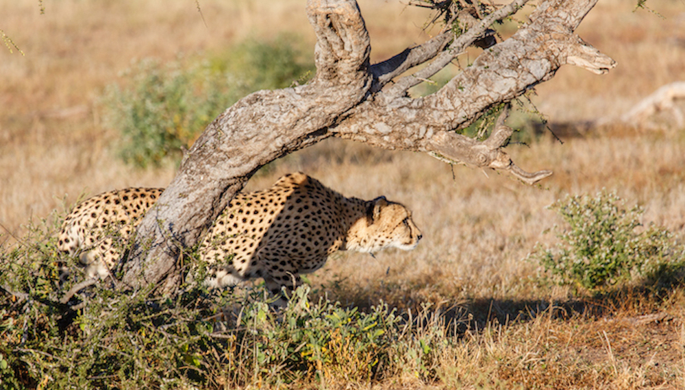The Cheetah’s Survival in a Competitive Environment