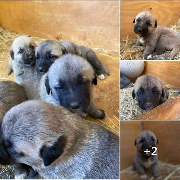 Young Livestock Guarding Dogs