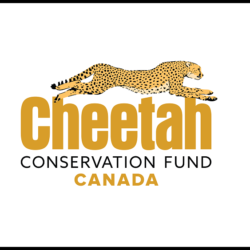 2021 Highlights Cheetah Conservation Fund Canada