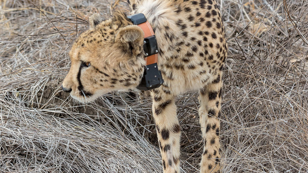 Returning Orphaned Cheetahs to the Wild – What We’ve Learned