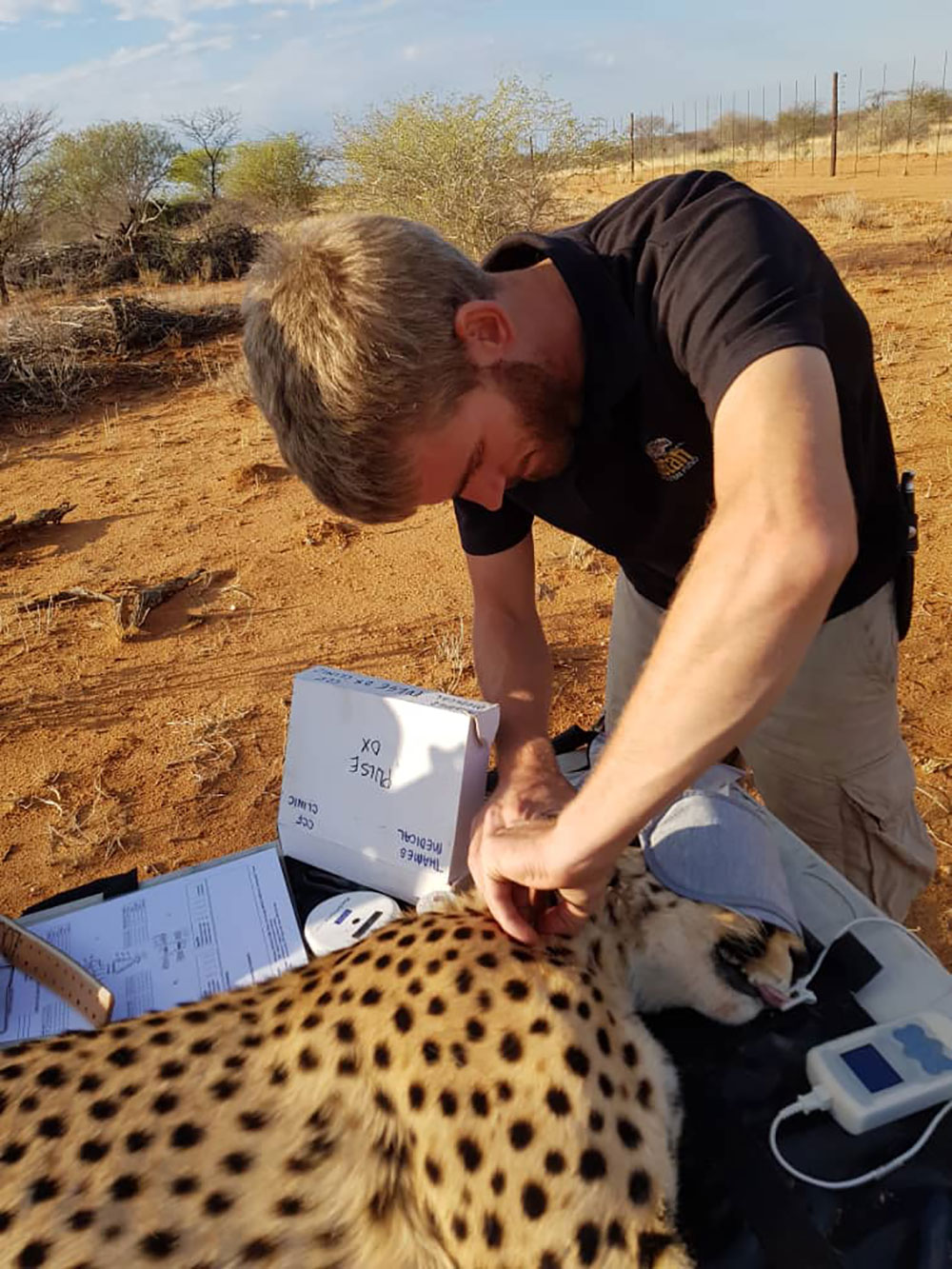 returning-orphaned-cheetahs-to-the-wild-what-we-ve-learned-cheetah