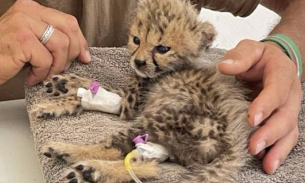 Emergency Care for Cheetahs in Somaliland – Supplies are Needed