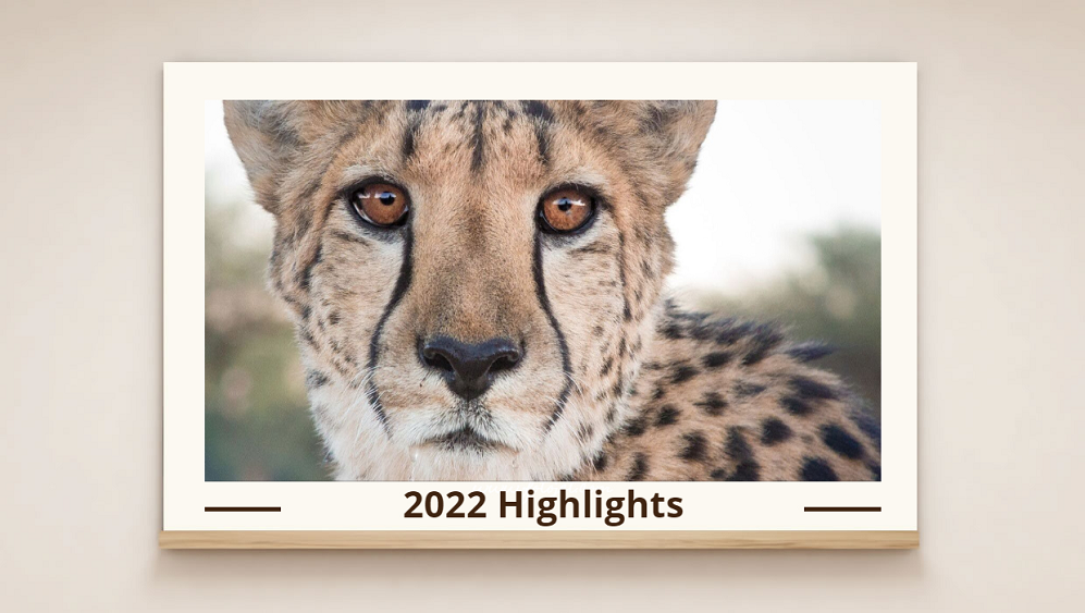2022: Another Successful Year Supporting Cheetahs