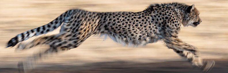 cheetah running