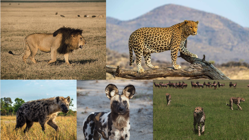 How Does the Cheetah Differ from Other African Carnivores?