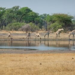 africa, biodiversity, conservation