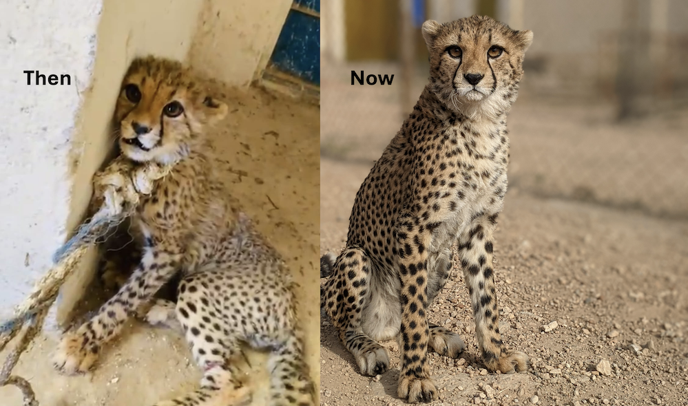 The Consequence of Human-Wildlife Conflict and Illegal Wildlife/Pet trade – Salim’s Story!