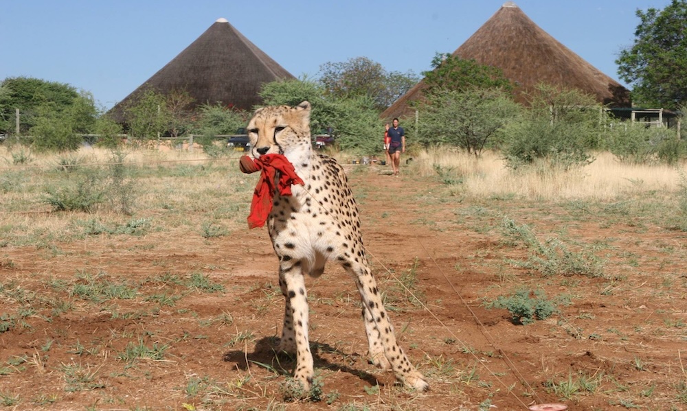 The Role of A Cheetah Keeper at CCF