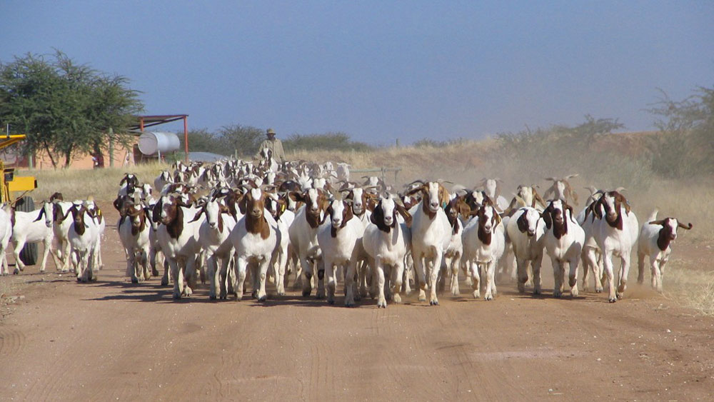 Dairy Goats Provide Sustainable Solutions to Livelihood and Arid Climate