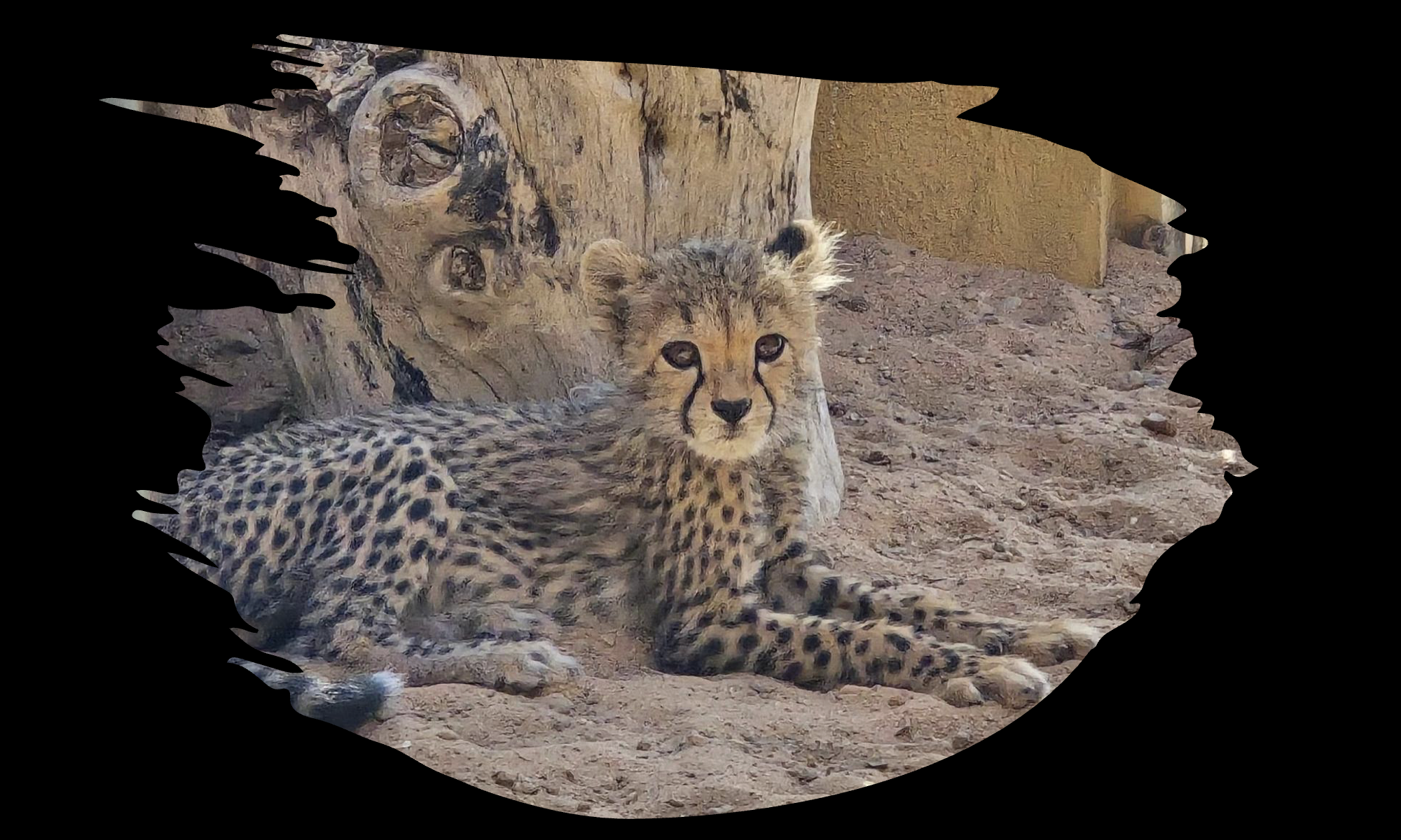 谢谢！ - 加拿大猎豹保护基金会