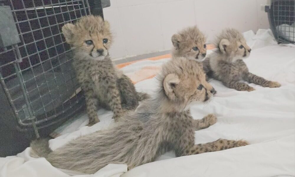 Recent Confiscation of Four Cheetah Cubs