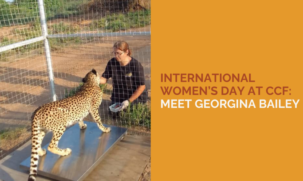 Celebrating International Women’s Day at CCF: Meet Georgina Bailey, Head Keeper in Somaliland