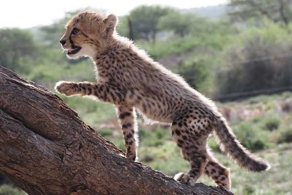 A side profile of a fluffy young cheetah cub climbing up a large, textured tree trunk with green vegetation in the background.