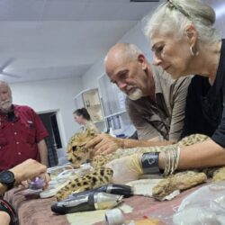 Rescue cheetah cub from illegal wildlife trade. getting a health check.