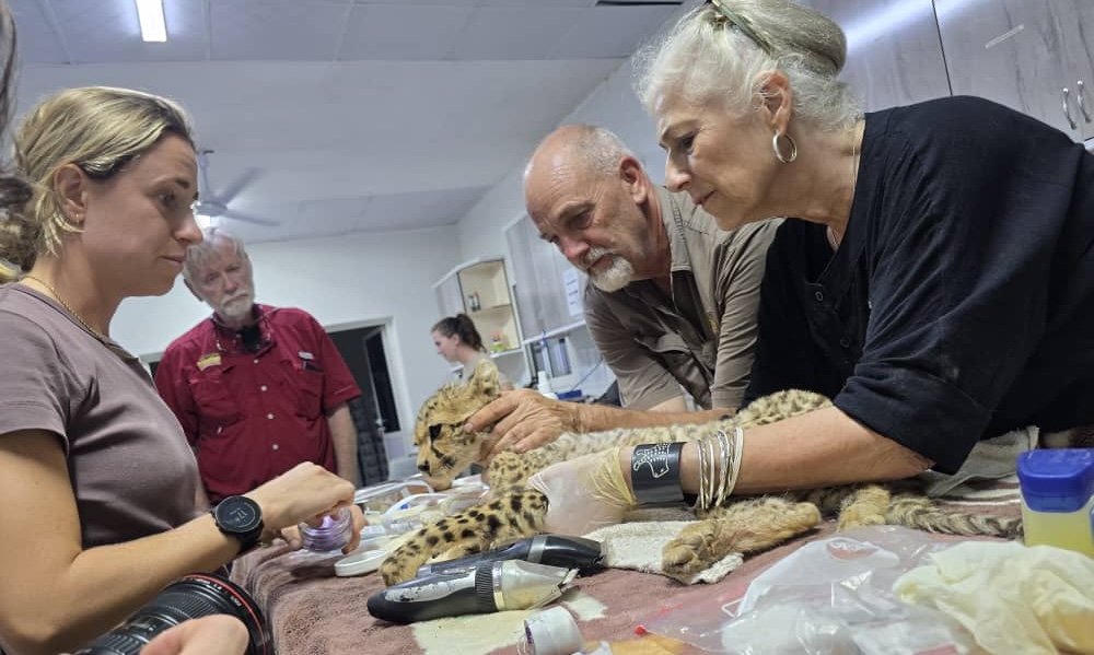 Ten Cheetah Cubs Rescued from Illegal Wildlife Trade in Somaliland