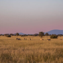 grassland in Namibia
