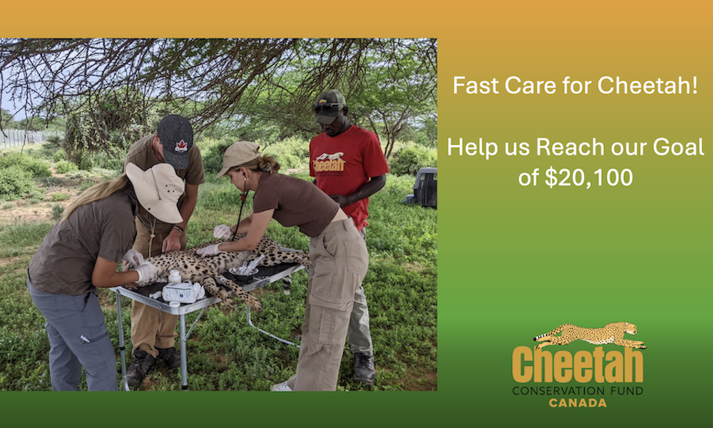 Help Us Raise $20,100 to Provide Timely Care for Our Cheetahs!