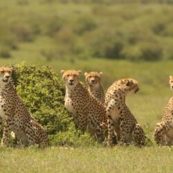 Wild cheetahs at Mara-Meru kenya