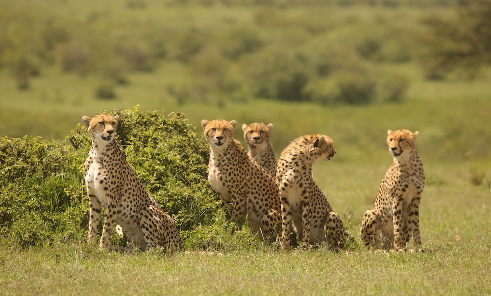 Progress Update: The Mara-Meru Cheetah Project in Kenya (May-Sept 2025)
