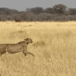 success - cheetah rewilded in it home range.
