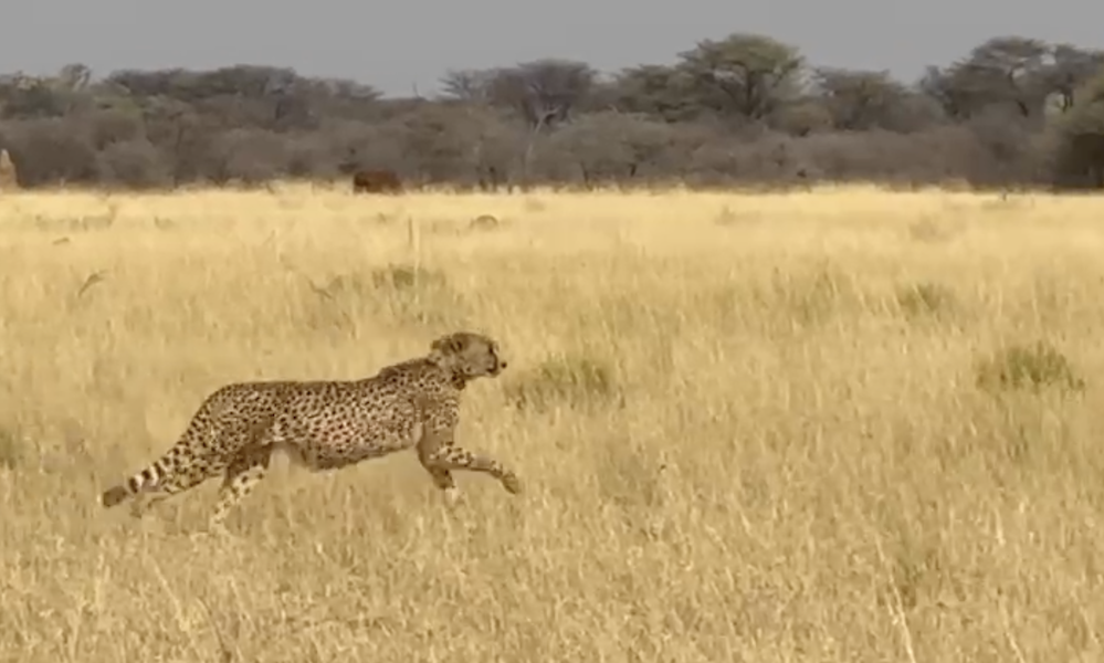 Success Story: Wild Cheetah Rescued and Returned to the Wild with the Support of a Farmer