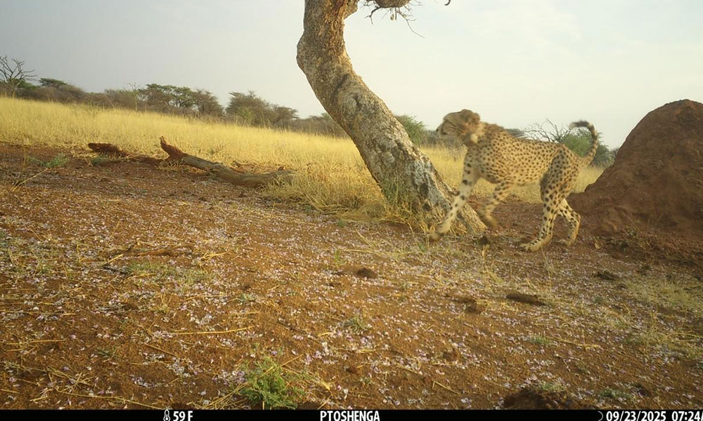 Tupuka released and visiting play tree. marking his territory.