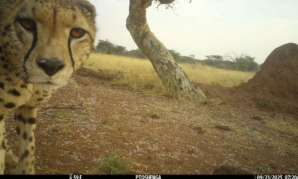 Cheetah spotted in front of camera trap.