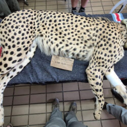 rescued cheetah and returned to the wild after health check.