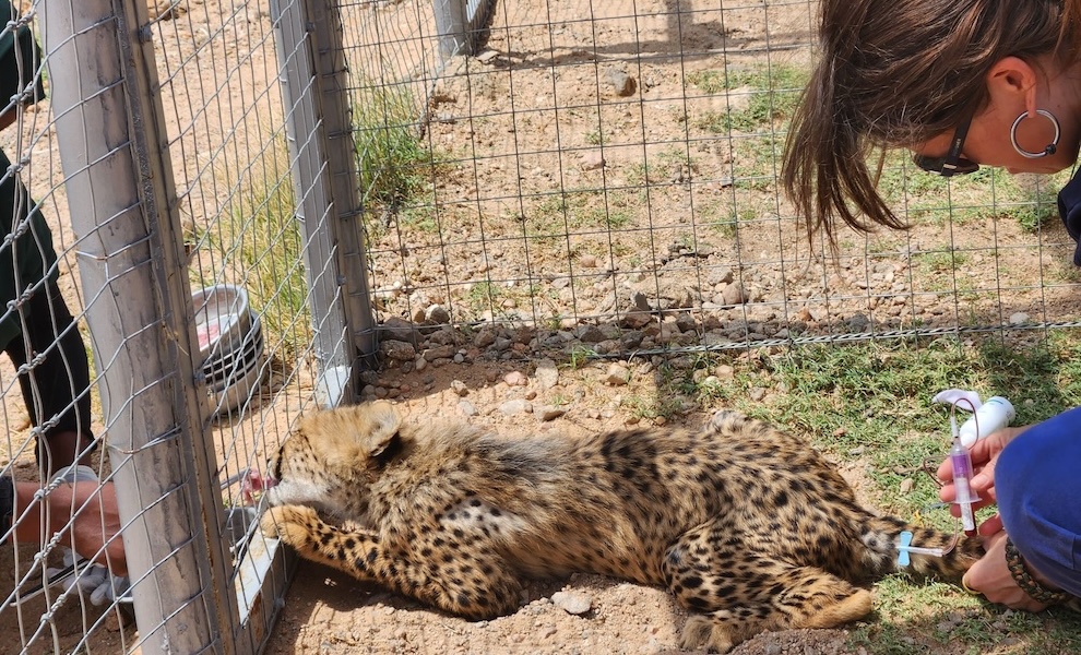drawing blood while destracted with food