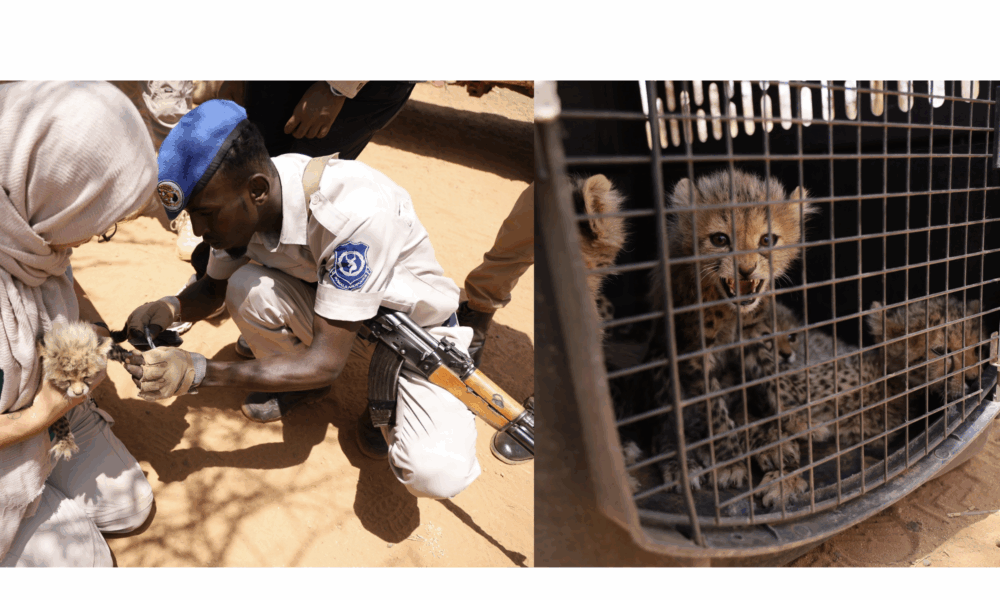 rescued cheetah cubs