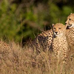 Cheetah Conservation Fund achievements over past 35 years