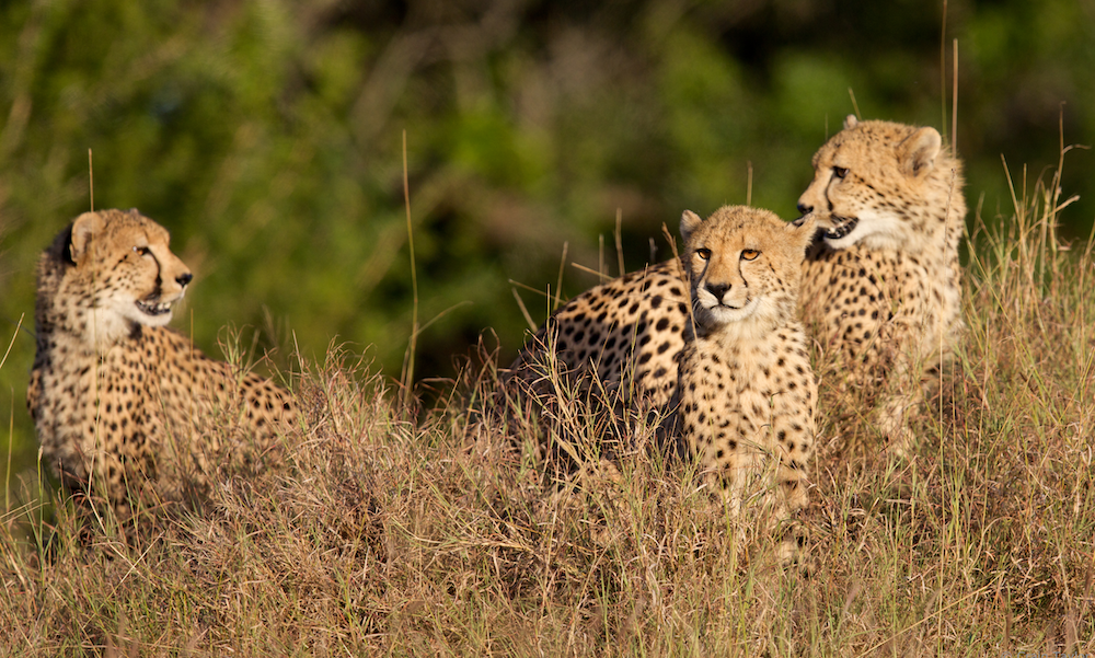 Snapshot of CCF’s Achievements Over the Past 35 Years.