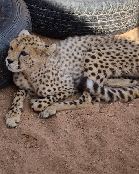Rescued cheetah