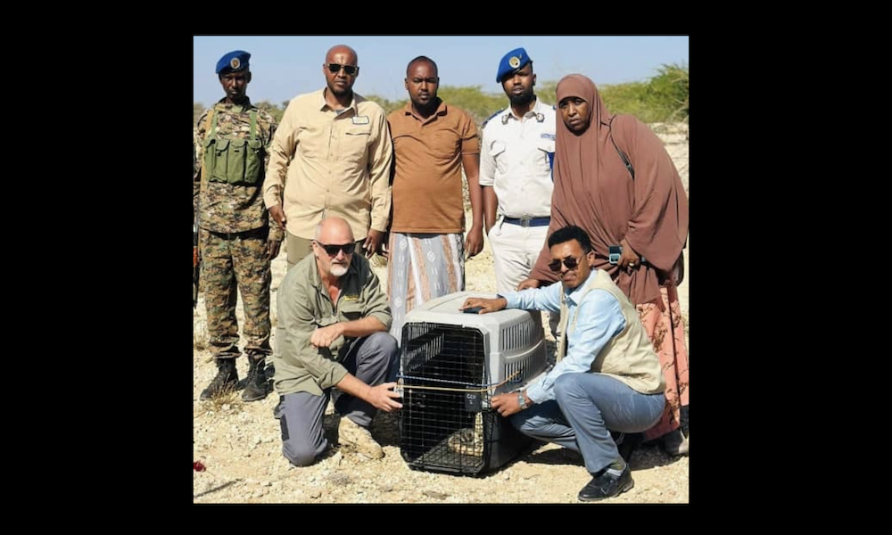 📍 Horn of Africa — Cub Confiscation