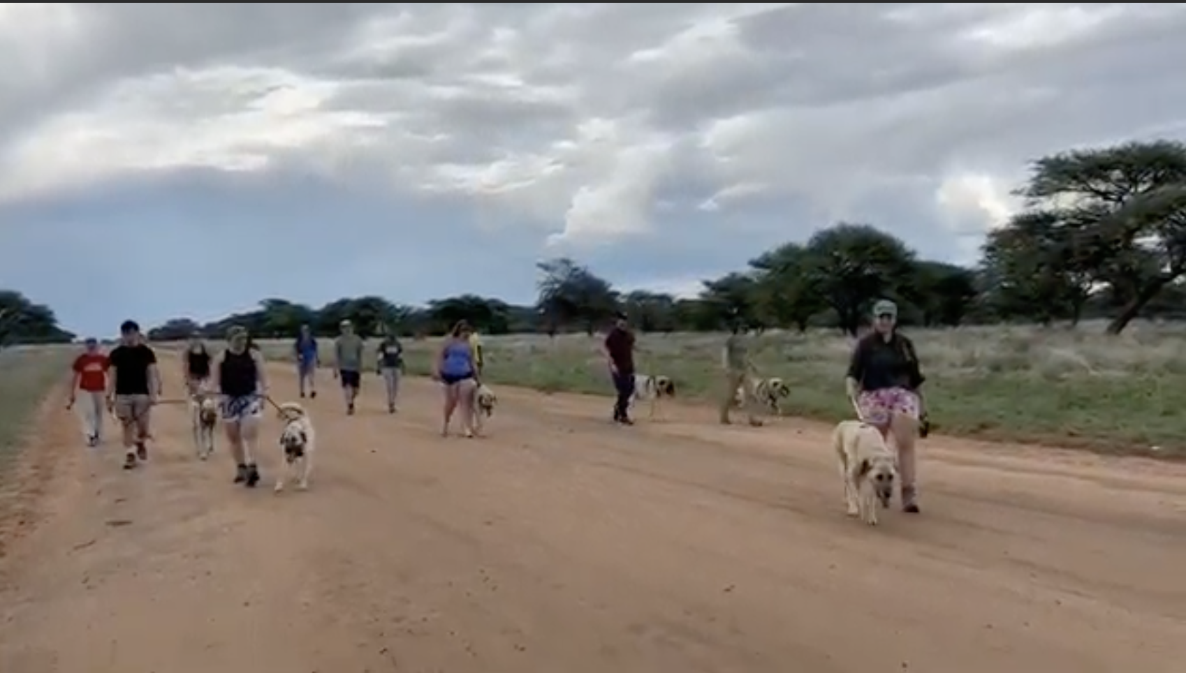 Cheetah Fit Dog walking
